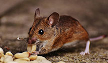 24 Hour & Emergency Exterminators in Mckenzie, ND